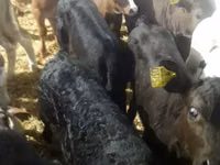 Bovinos (lote, sexo no especificado), Simmental cattle — foto 8