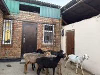 Oveja, Rhon sheep — foto 3