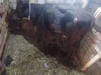 بقرة, Simmental cattle — الصورة 5