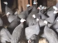 Geese — 照片 4