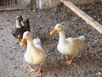 Ducks — 照片 2