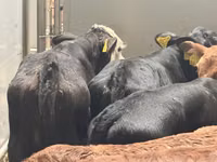 Rinder (Partie, Geschlecht nicht angegeben), Simmental cattle — Foto 3