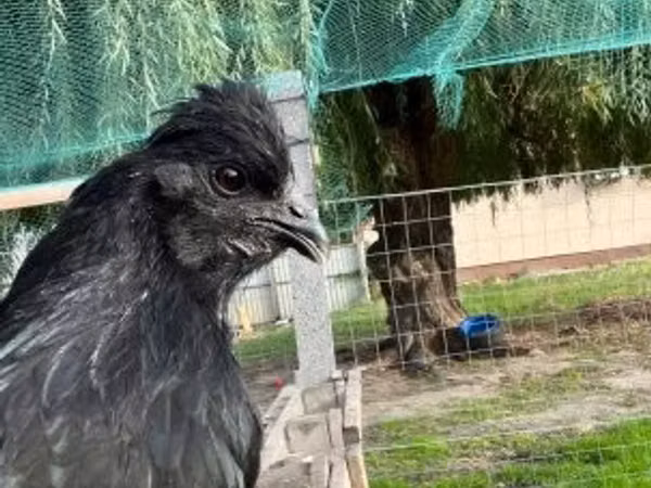 Chickens