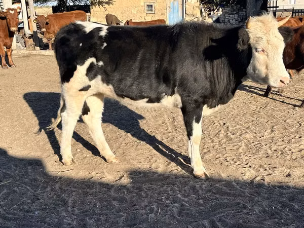 Kuh, Russian Black pied cattle