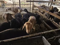 Ram, Sheep — photo 7