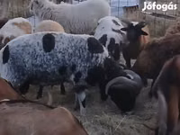Carnero, Jacob's sheep — foto 2