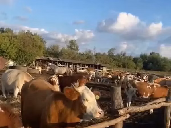 गाय, Simmental cattle