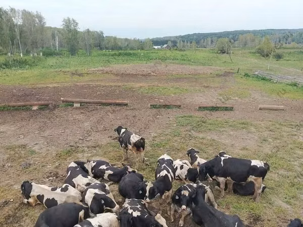 Бух, Голштин порода