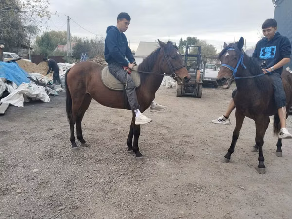 घोड़ा, Thoroughbred horse