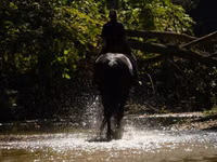 Caballo, Friesian — foto 7