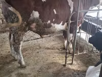 Cattle (batch, sex not specified), Simmental cattle — photo 1