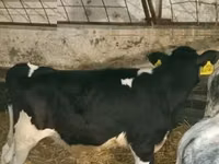 ثور, Russian Black pied cattle — الصورة 2