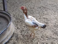 Shamo chickens — photo 4