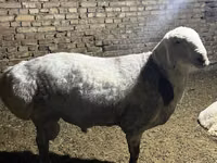 मेढ़ा, Afghan Arabi sheep — फ़ोटो 6
