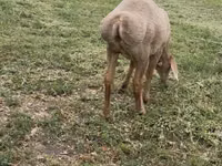 Хонь, Arashan sheep — 4 зураг