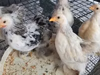 कोचीन — फ़ोटो 4