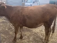Kuh, Swiss cattle — Foto 4