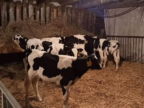 ثور, Russian Black pied cattle