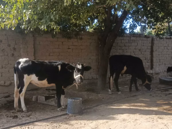 Bulle, Russian Black pied cattle