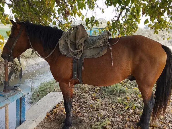 Адуу, Azerbaijan horse