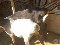 公羊, Sheep — 照片 2