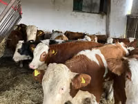 Cow, Simmental cattle — photo 1