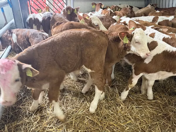 Toro, Simmental cattle