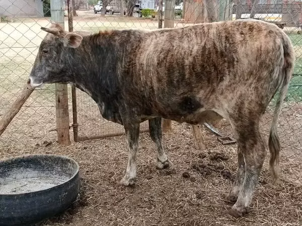 牛只（批次，未指定性别）, Cattle