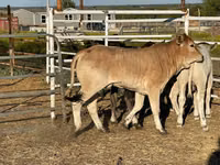 Cow, Brahman — photo 5