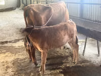 Cow, Cattle — photo 7