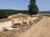 गाय, Blonde d’Aquitane cattle — फ़ोटो 3