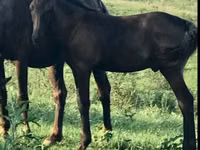 घोड़ा, Rocky Mountain Horse — फ़ोटो 1