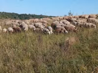 نعجة, Precoce sheep — الصورة 1