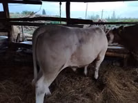 Bull, Charolais cattle — photo 1