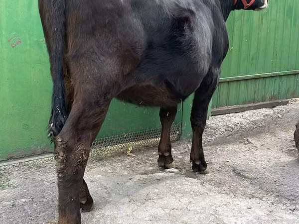Үнээ, Алатау үүлдэр