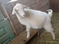 बकरी, Saanen goat — फ़ोटो 5