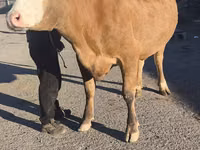 Kuh, Simmental cattle — Foto 2