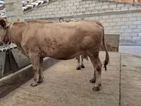 母牛, Alatau breed — 照片 7