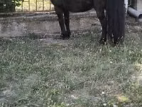 Caballo, Australian Pony — foto 2