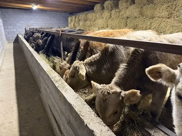 Bulle, Simmental cattle