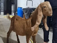 Ямааны ухна, Kamori goats — 1 зураг