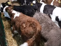 Bovinos (lote, sexo no especificado), Simmental cattle — foto 2