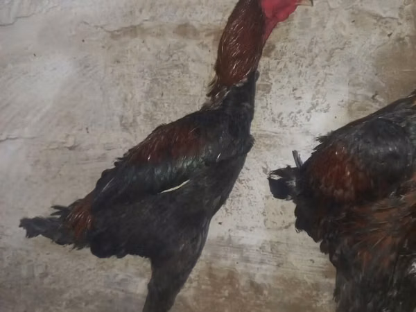 Gallo de pelea de fosa australiano