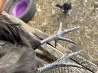 Chickens — الصورة 2
