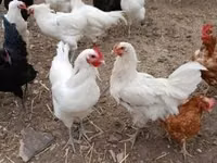 Gallo de pelea de fosa australiano — foto 2