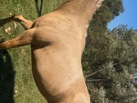 Yegua, Quarter Horse — foto 4