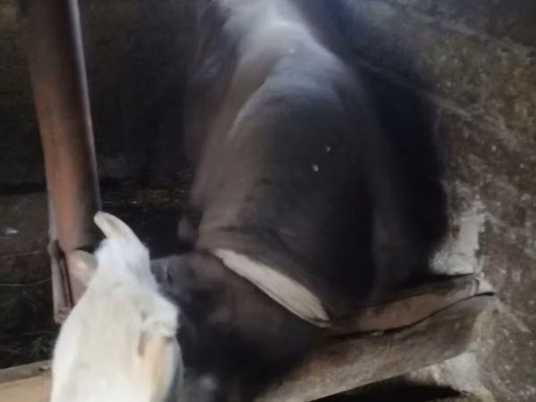 ثور, Simmental cattle