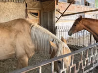 Адуу, Anglo-Arabian — 1 зураг