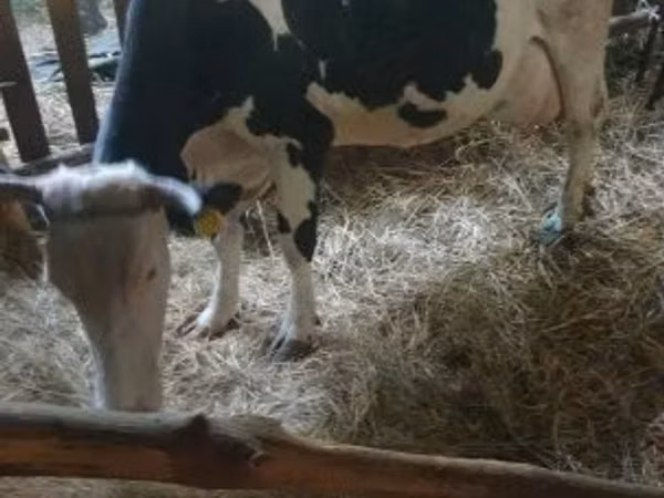 Vaca, Russian Black pied cattle