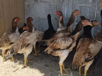 Ayam Cemani — Foto 1